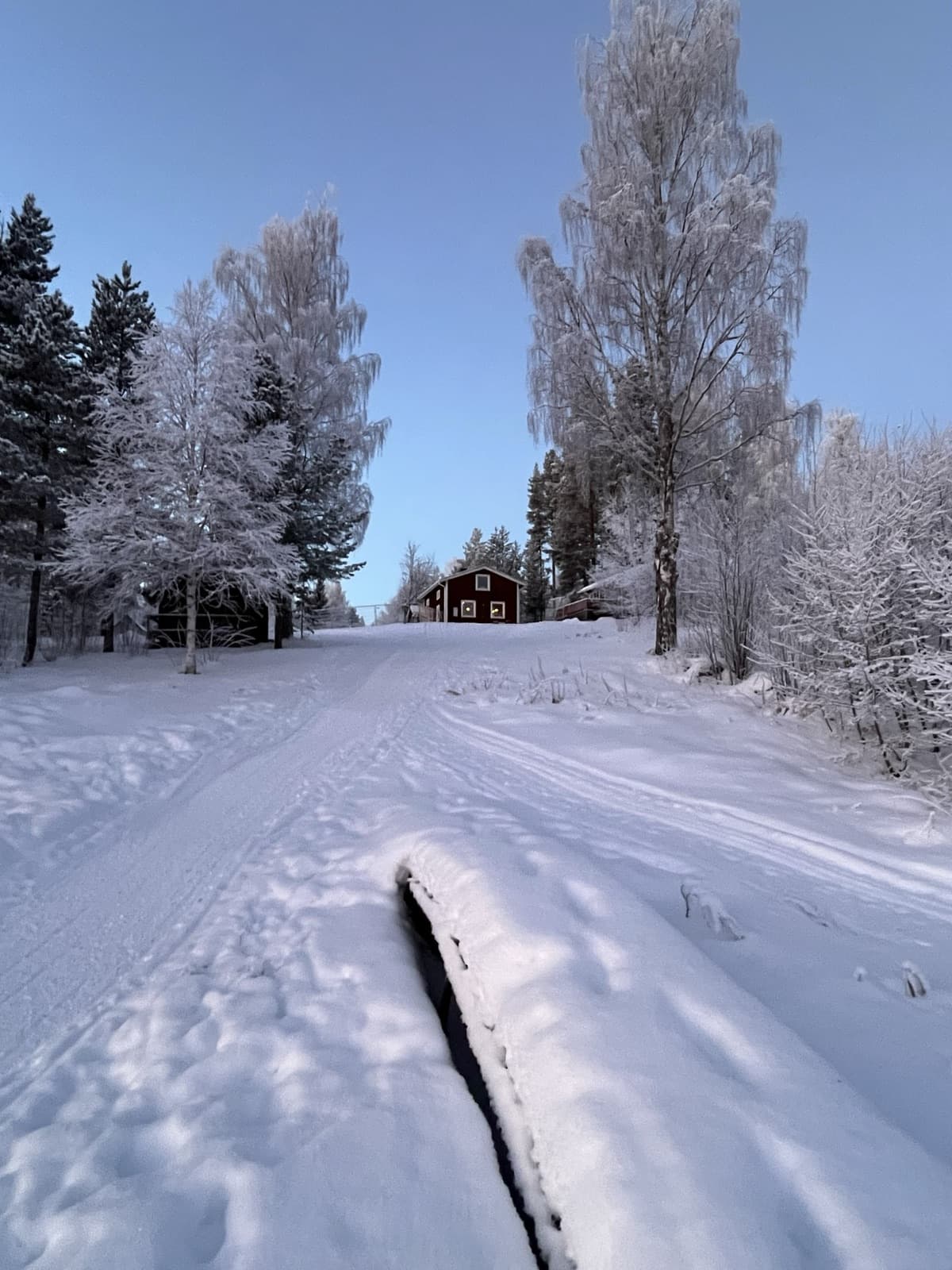 Snöig stig under frostiga björkar, mot ett rött svenskt hus