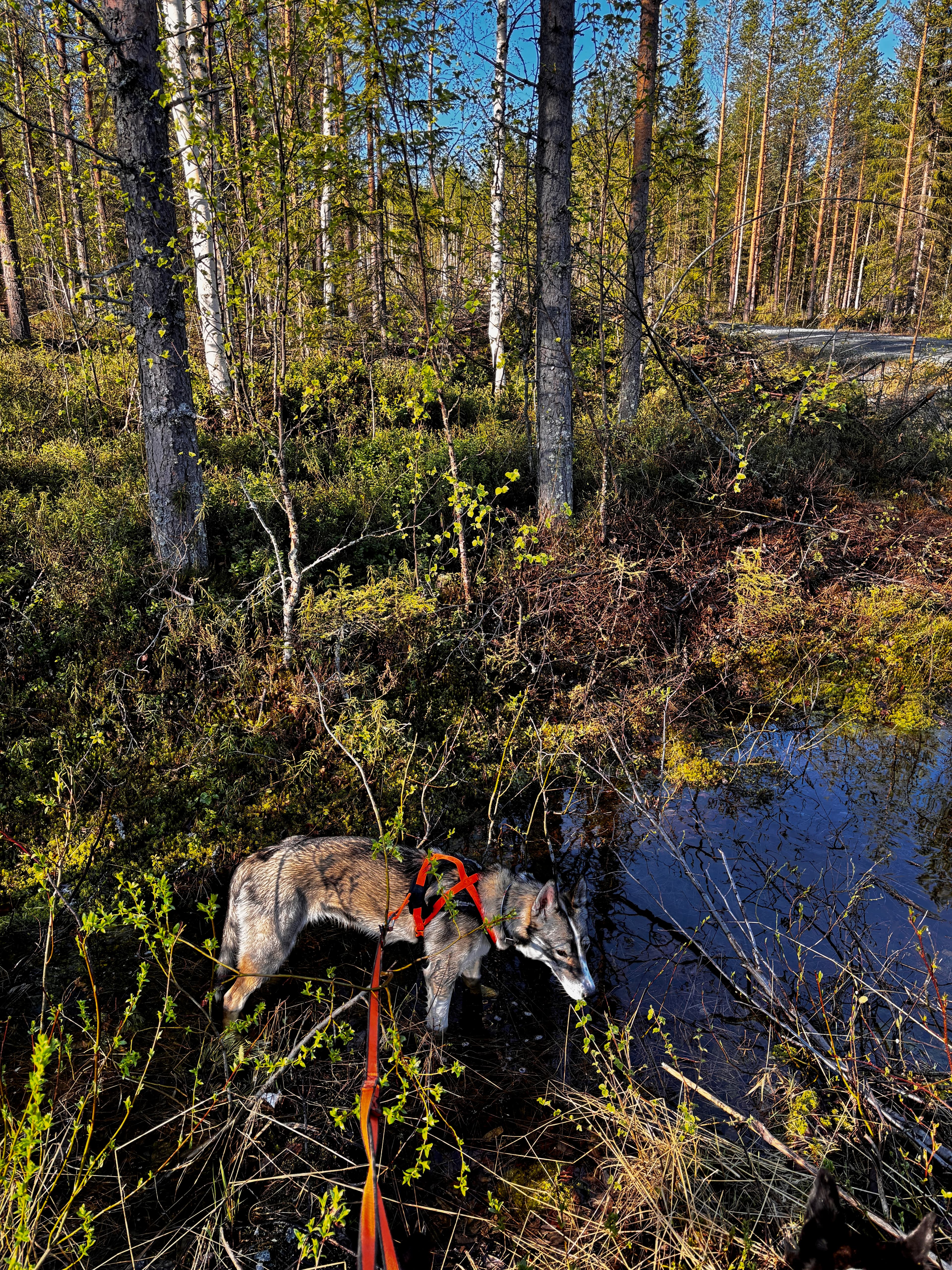 Cani-randonnée en Laponie suédoise — Le guide Skimate