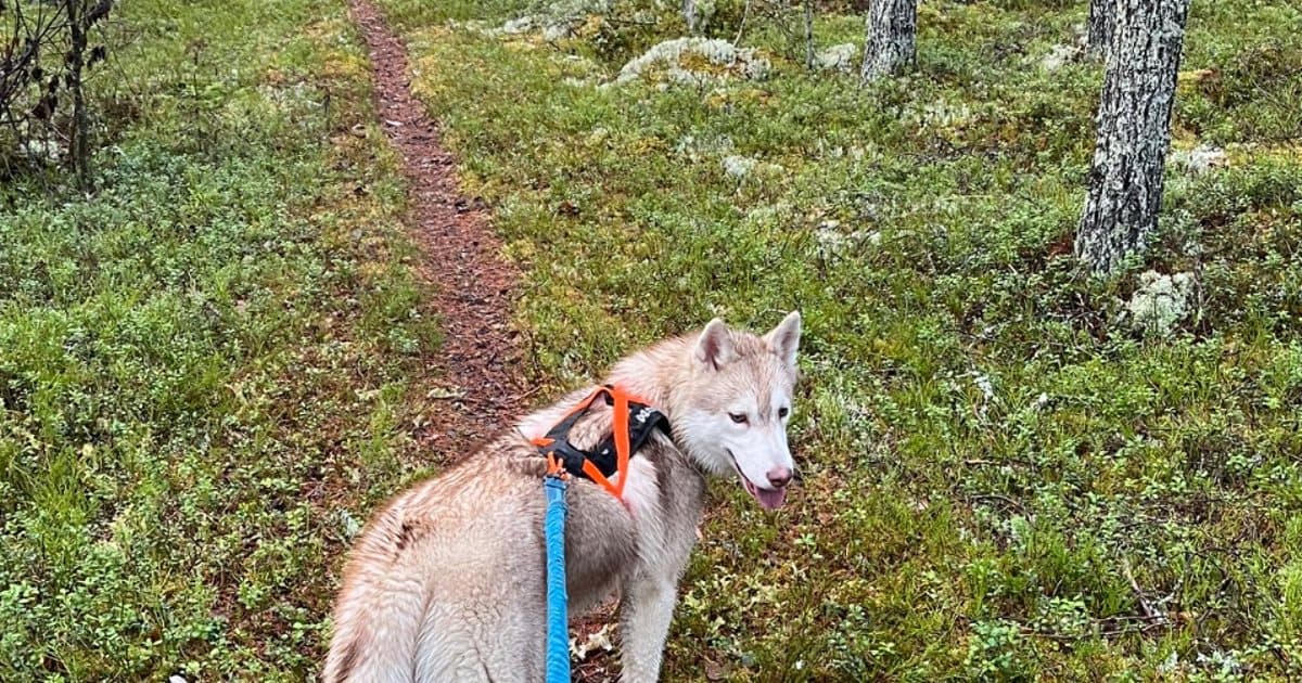 Coming to Laponia with your own dog: the BYOD concept explained