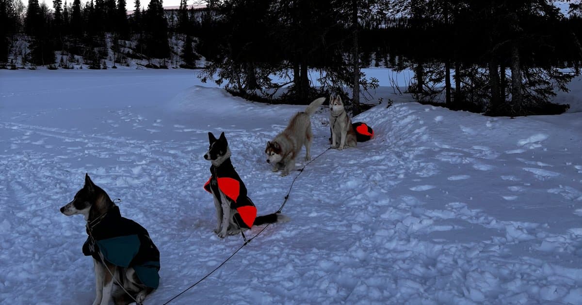 Förbereda din hund för en vecka med aktiviteter i Lappland