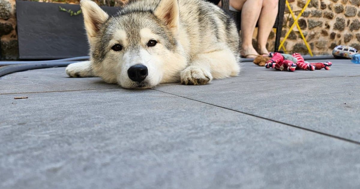 Quel chien pour les sports attelés ? (bien au-delà du husky)