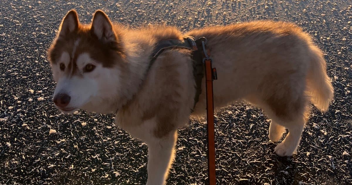 Ski-joëring: discovering skijoring with your dog